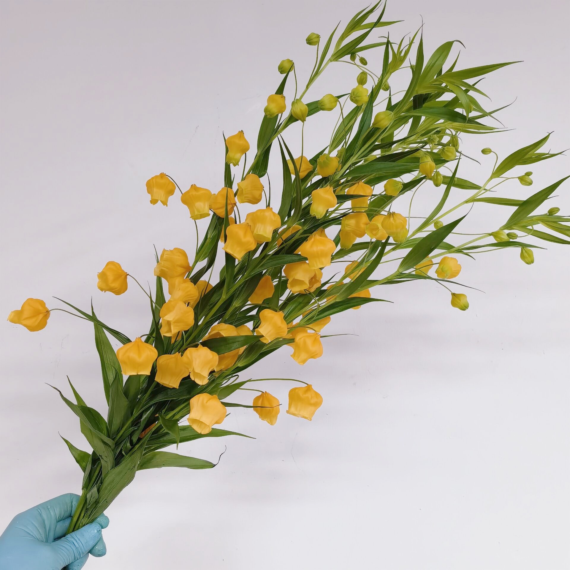 进口宫灯百合鲜花酸浆果切花水养室内花卉办公室插花期长北京同城