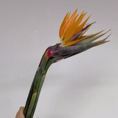 天堂鸟鹤望兰鲜切花水养花卉花期长昆明鲜花基地直发北京同城速递