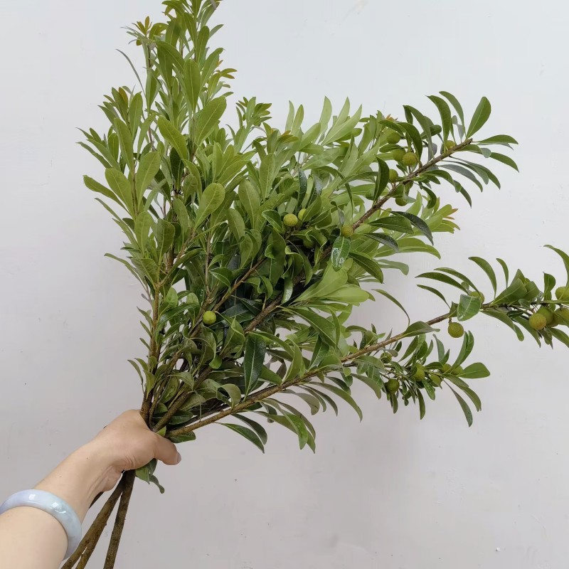杨梅叶鲜切枝水培木本观赏植物小众带果叶材百搭鲜花北京同城速递