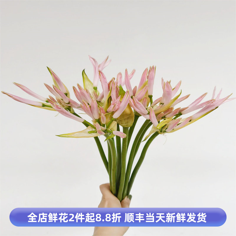 粉石蒜彼岸花鲜切曼珠沙华花
