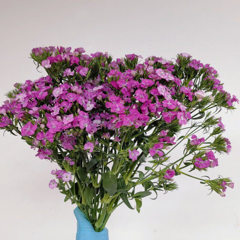 相思梅鲜鲜切花多头石竹梅青梅办公室家庭插花水培花期长鲜花包邮