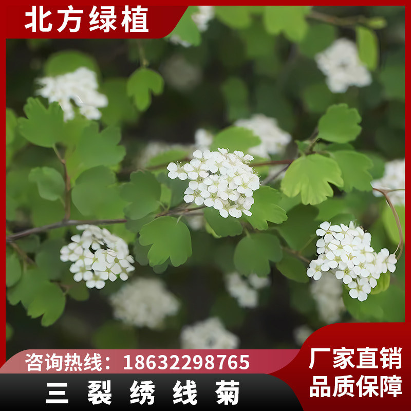 北方绿植三裂绣线菊多年生春季开花秋季变色叶耐寒花灌木盆栽