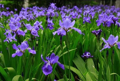 绿植蓝色耐寒庭院四季宿根花卉