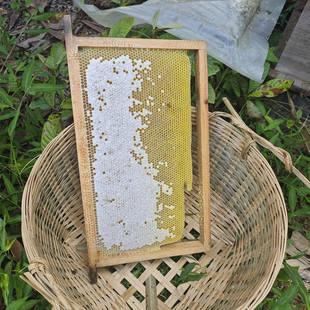 广宁三坑野生土蜂蜜正宗农家自产自销乌桕纯蜜纯正天然无添加春蜜