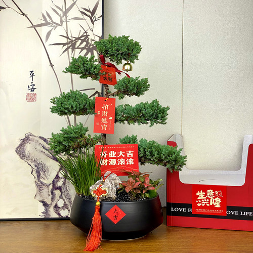 客似云来,迎客松盆景真树绿植礼
