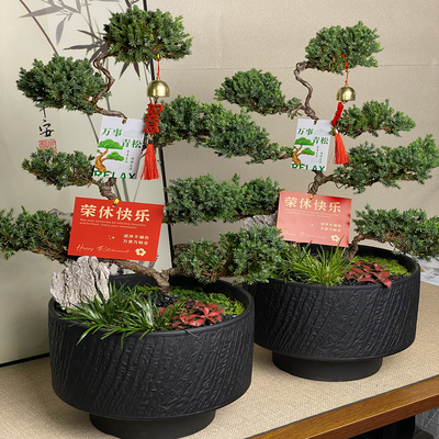 退休盆景绿植盆栽七层塔松树盆景