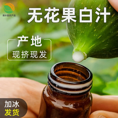新鲜无花果白奶汁树叶子枝液体