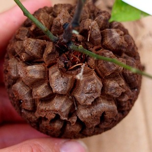 龟甲龙南非龟甲龙一物一拍白皮龟甲龙裂纹爬藤多肉块根包邮