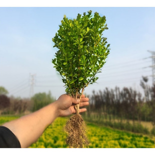 小叶黄杨苗瓜子园林绿化树苗南方北方种植黄杨庭院地栽盆栽黄杨球