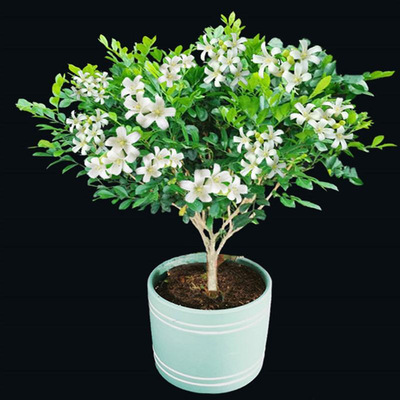 九里香盆栽水培植物老桩四季七里香千里眼树苗室内开花卉驱蚊绿植