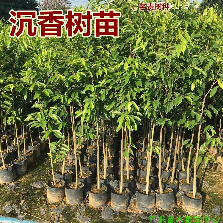 正宗沉香树苗沉香苗 名贵树苗 桌面绿植