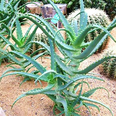 日本木立芦荟植物盆栽龙爪菊芦荟芦荟龙爪食用药用药引 好养耐旱