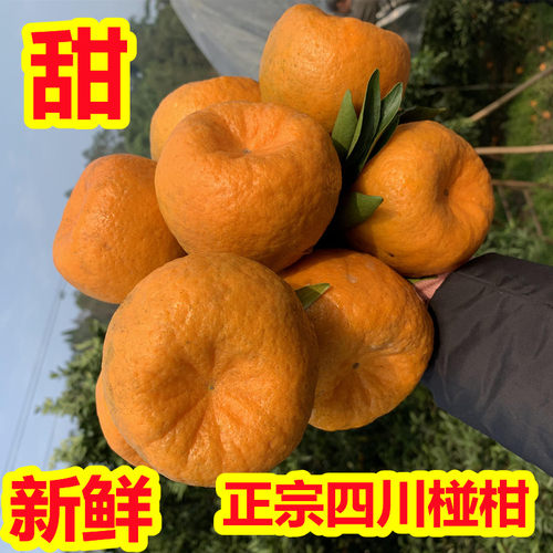 四川椪柑桔子留佳椪柑橘子