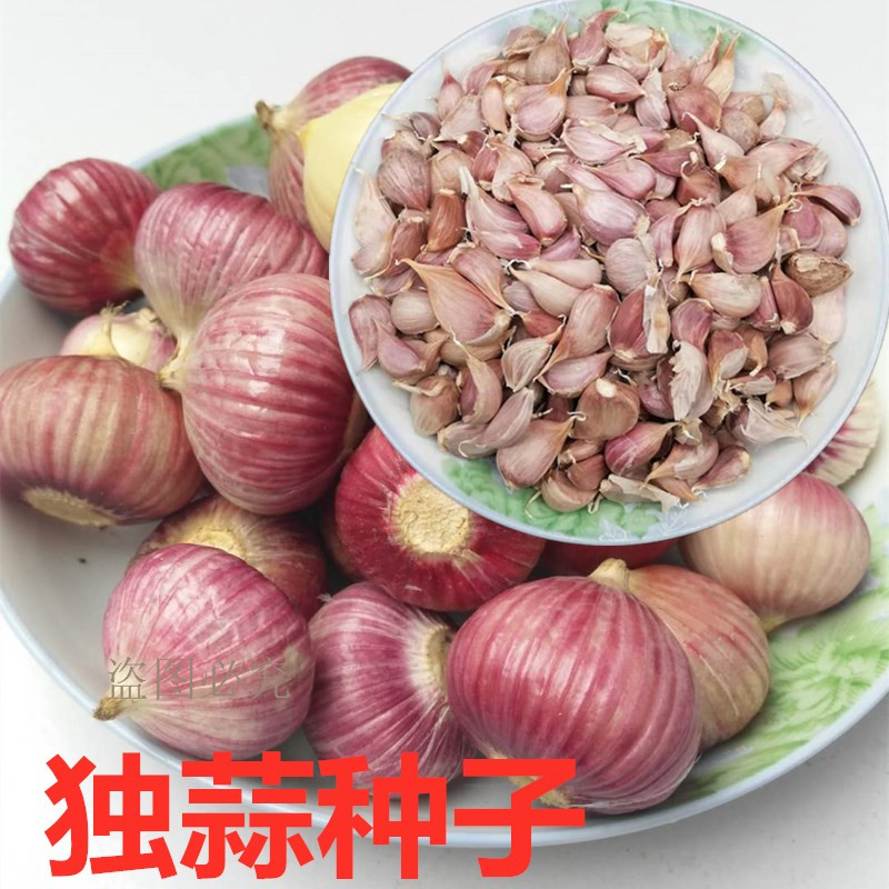 四川紫皮种籽独子大蒜