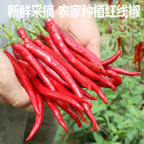 红线椒新鲜红辣椒二荆条红海椒香辣 红线椒小米椒新鲜辣椒长辣椒