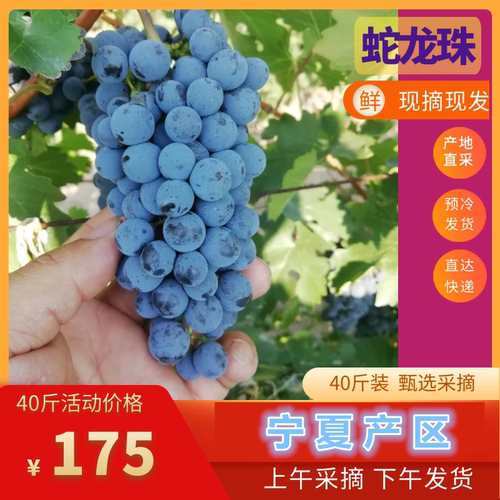 蛇龙珠酿酒葡萄宁夏产区蓝莓葡萄
