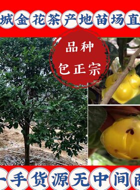 防城金花茶苗 防普金花茶树苗 普通种金花茶树 金花茶 开花大树