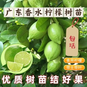 广东四季香水柠檬树苗盆栽地栽四季结果无核青柠檬苗
