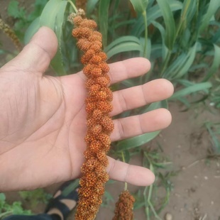 红谷穗黑谷穗谷子穗小米穗黄谷穗麦穗鹦鹉谷穗仓鼠零食造景装饰