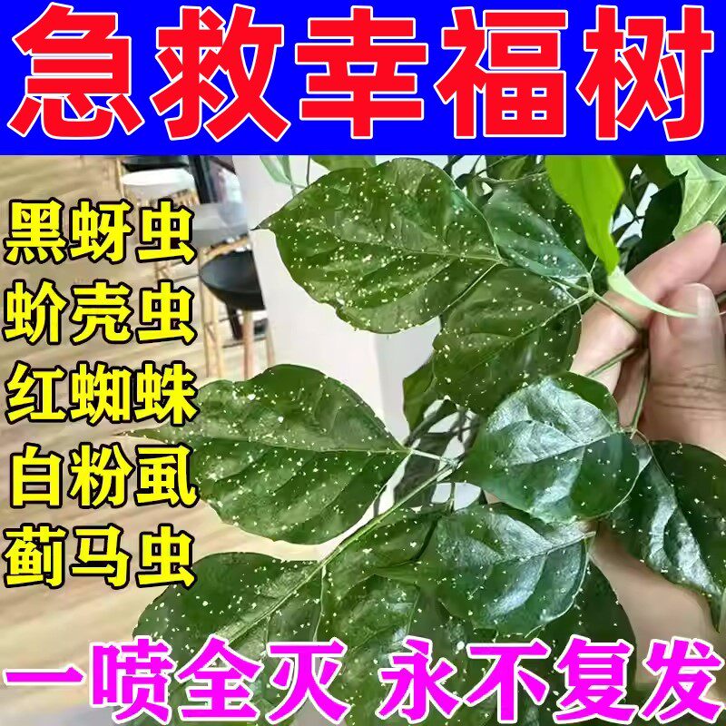 幸福树杀虫药植物杀虫剂除蚜虫蚧壳虫红蜘蛛白粉虱专用杀虫灭卵剂
