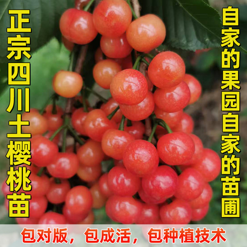 正宗四川土樱桃苗，南早红、红妃、黑珍珠、脆皮等当年结果苗