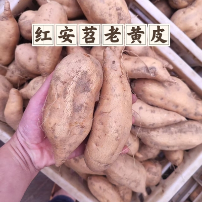 红安苕老黄皮10斤红薯新鲜农家自种黄心蜜薯糖心沙地番薯地瓜超甜