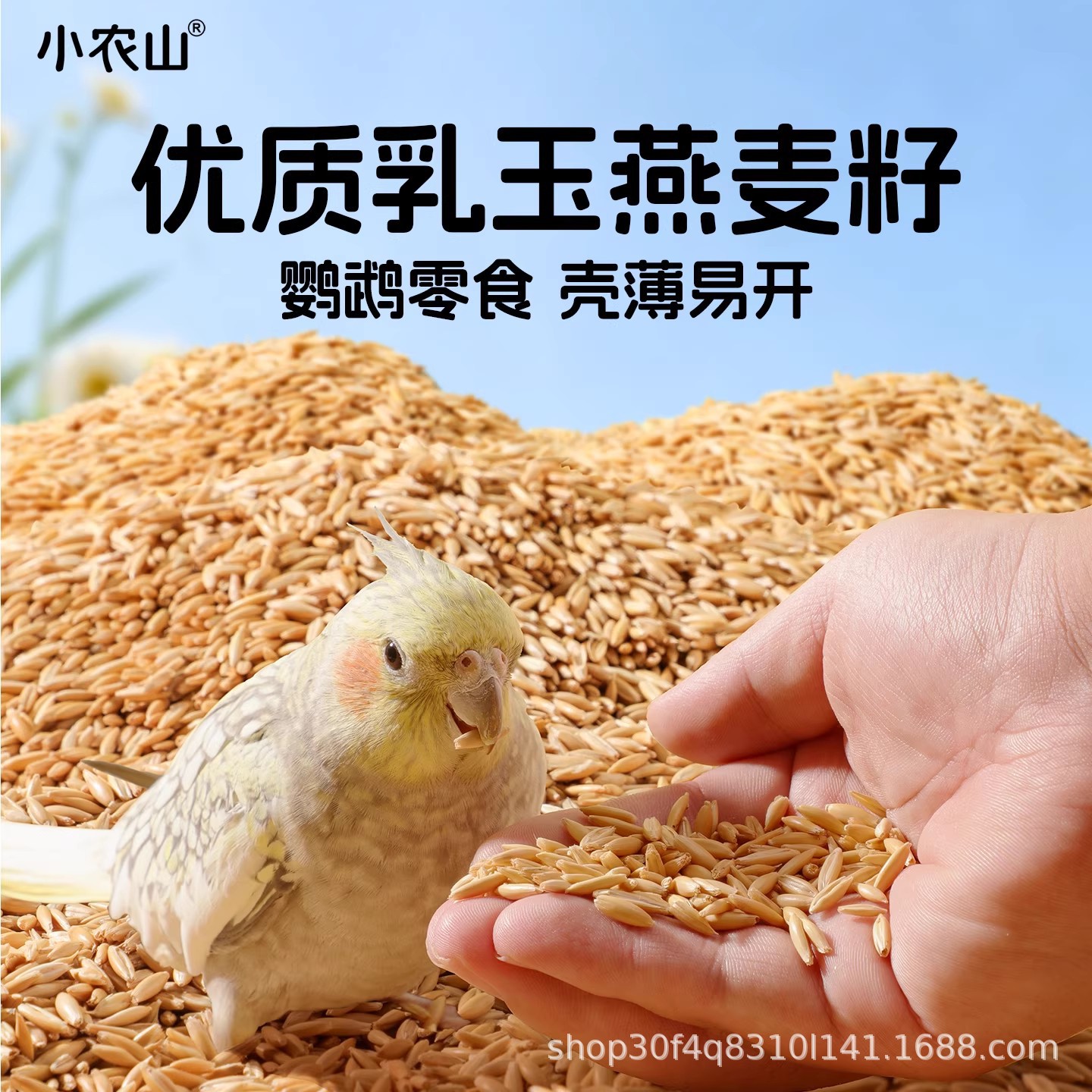 小农山乳玉燕麦籽白玉麦草籽鹦鹉训练奖励零食虎皮玄凤专用鸟粮