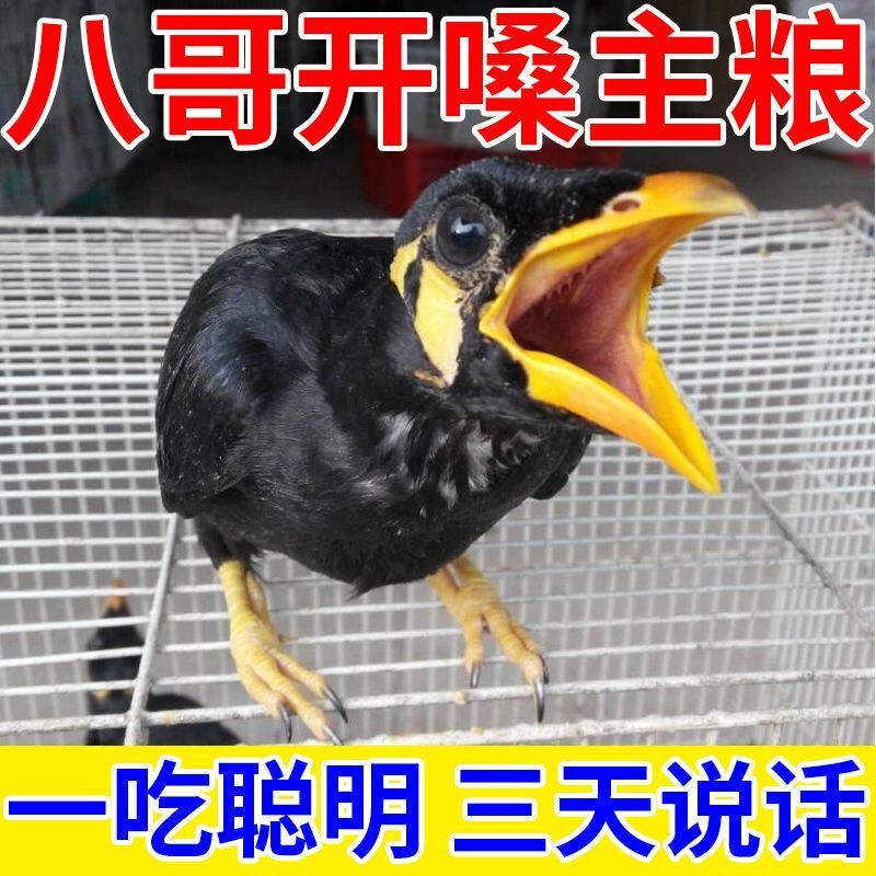 【3天说话】八哥鸟食鸟饲料