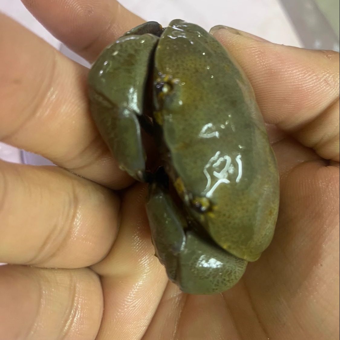 花纹爱洁蟹 螃蟹 面包蟹 海水生物