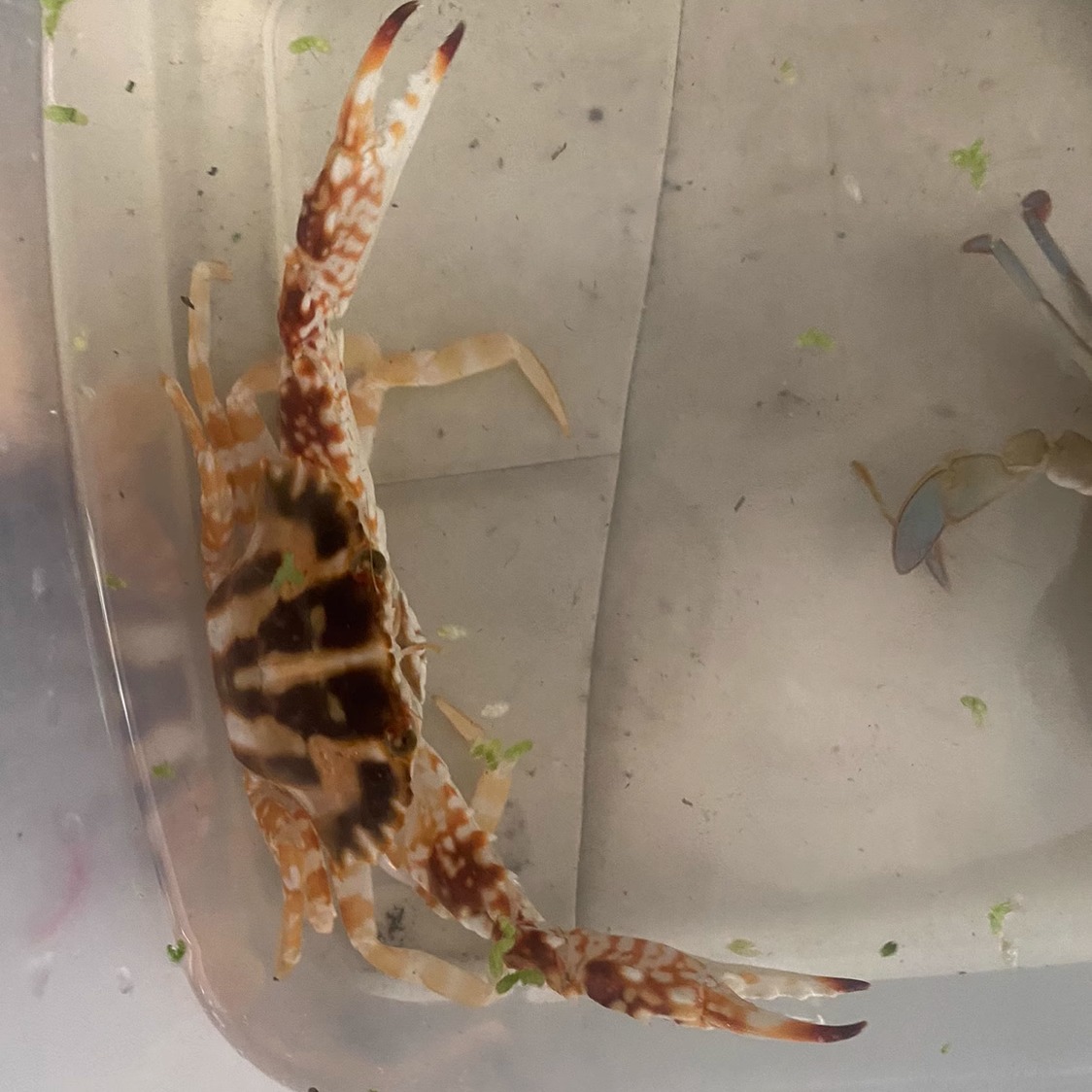 海水观赏蟹 锈斑鲟花蟹梭子蟹六月白海水活体