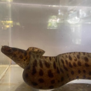 豹点裸胸鳝 海鳝 海水鱼海水猛鱼海缸猛鱼好养耐活顺丰包邮