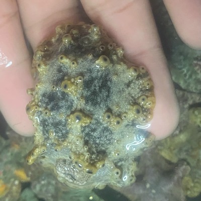 海兔 蓝点瘤皮辐环海兔 辐环海牛 海蛞蝓 海牛海水生物
