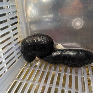 翻沙海参黑海参红海参观赏海洋生物吃除藻海缸翻砂除藻大海参宠物