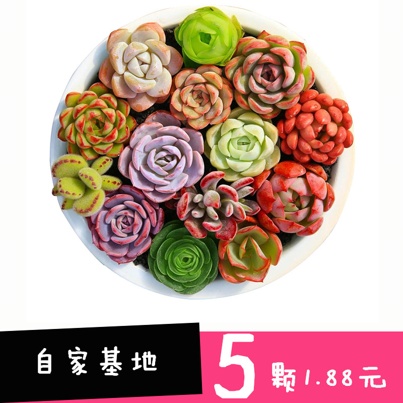 1元多肉植物批发 肉嘟嘟 室内植物多肉花盆特价满额清仓包邮大