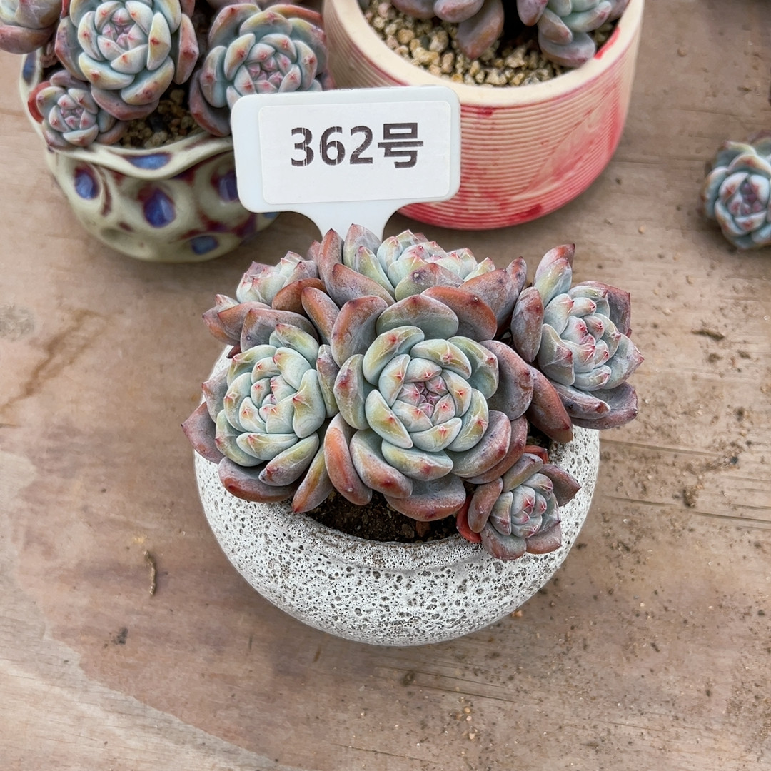 362号有砍,鲜花速递/花卉仿真/绿植园艺,多肉植物,淘宝优惠券,粉丝福利购,淘宝优惠卷