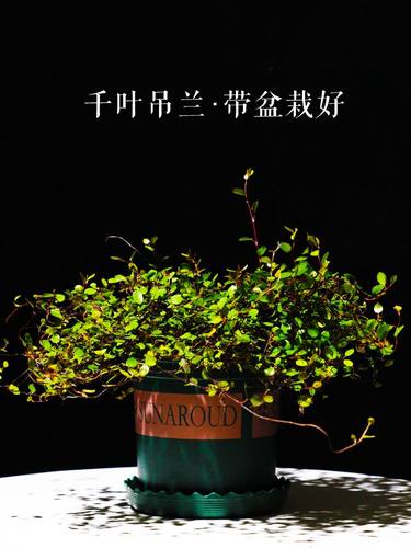 千叶吊兰阳台装饰基地发新鲜茂盛