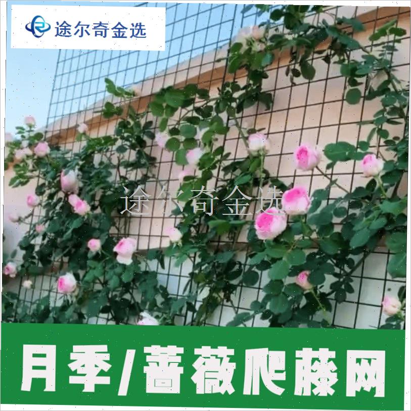 月季爬藤固定网j格花墙架蔷薇藤本植物专用墙面牵引户外攀爬铁丝