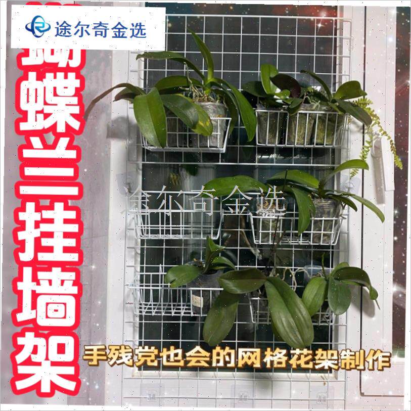蝴蝶兰壁挂架山乌龟爬藤架u铁艺植物固定器牵引墙面月季网格花墙