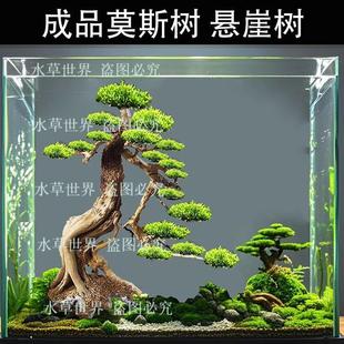 莫斯树 悬崖树 鱼缸造景水草 装饰成品沉木水草懒人水族馆水草