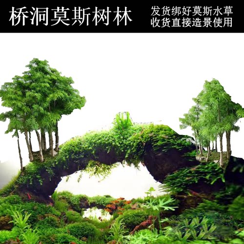 沉木树莫斯树沉木莫斯桥