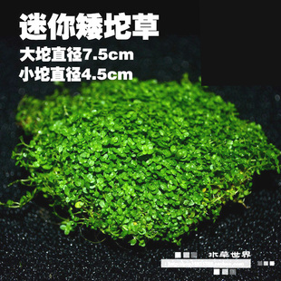 迷你矮珍珠水草坨 前景矮珍珠草坪水草 鱼缸造景活体水草