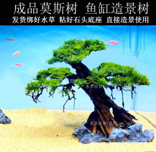 莫斯树 鱼缸水族箱装 饰 绑好水草 真水草 沉木水草树 鱼缸造景树