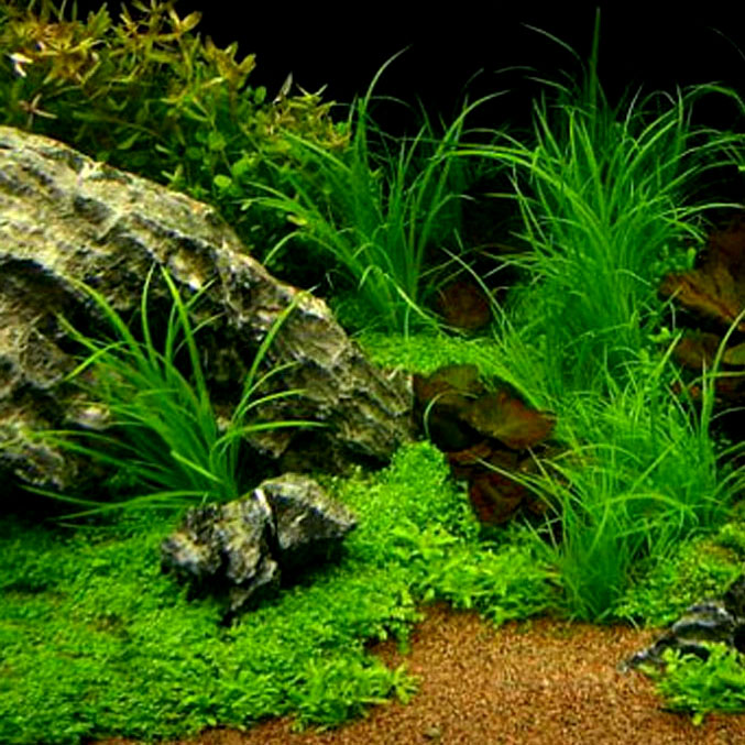 【水草世界】水剑兰水草 鱼缸造景水草 水兰水草 容易养包活