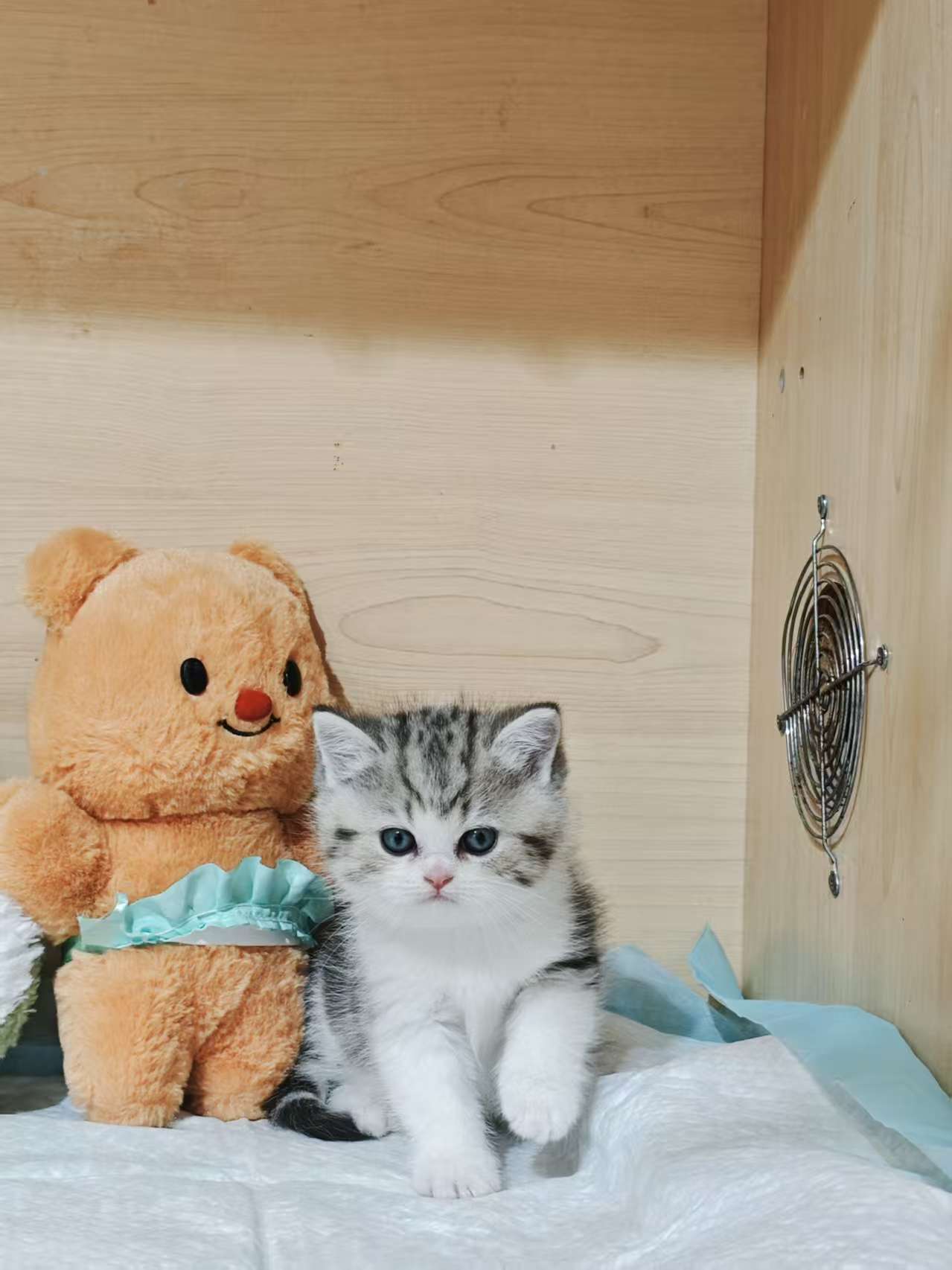 纯种美短起司猫幼猫长毛虎斑拿破仑活体宠物猫美短猫虎斑加白矮脚