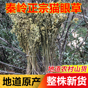 猫眼草整棵中药材泡水喝生野非泽漆五朵云五灯草乳浆大戟新鲜干品