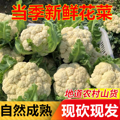 新鲜花菜老品种白花椰菜当季农家自种白菜花整箱现摘现发时令蔬菜