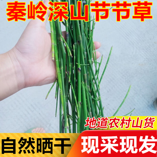 新鲜生野节节草中草药材现釆木贼草无心草笔筒草笔杆草骨节草干货