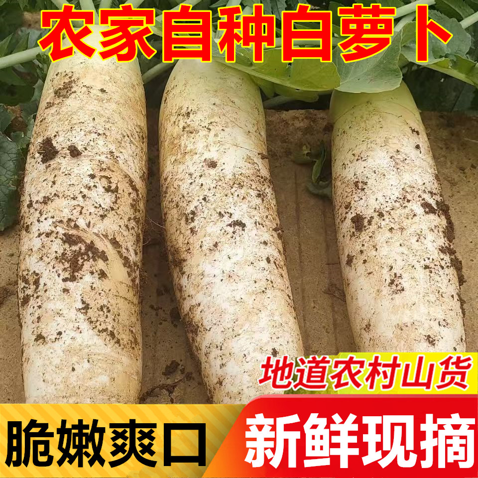 新鲜白萝卜农家自种时令蔬菜生吃甜脆水果大白萝卜带泥火锅做泡菜,水产肉类/新鲜蔬果/熟食,萝卜/胡萝卜,淘宝优惠券,粉丝福利购,淘宝优惠卷