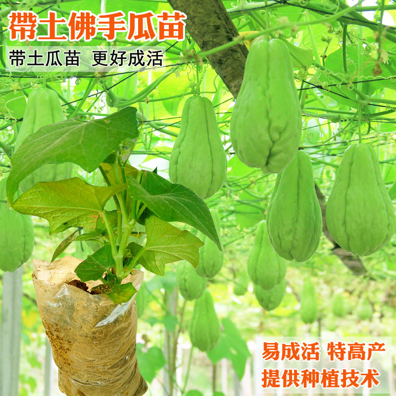 佛手瓜种子带芽佛手种瓜四季瓜苗扶手瓜阳台盆栽农家爬藤蔬菜种孑