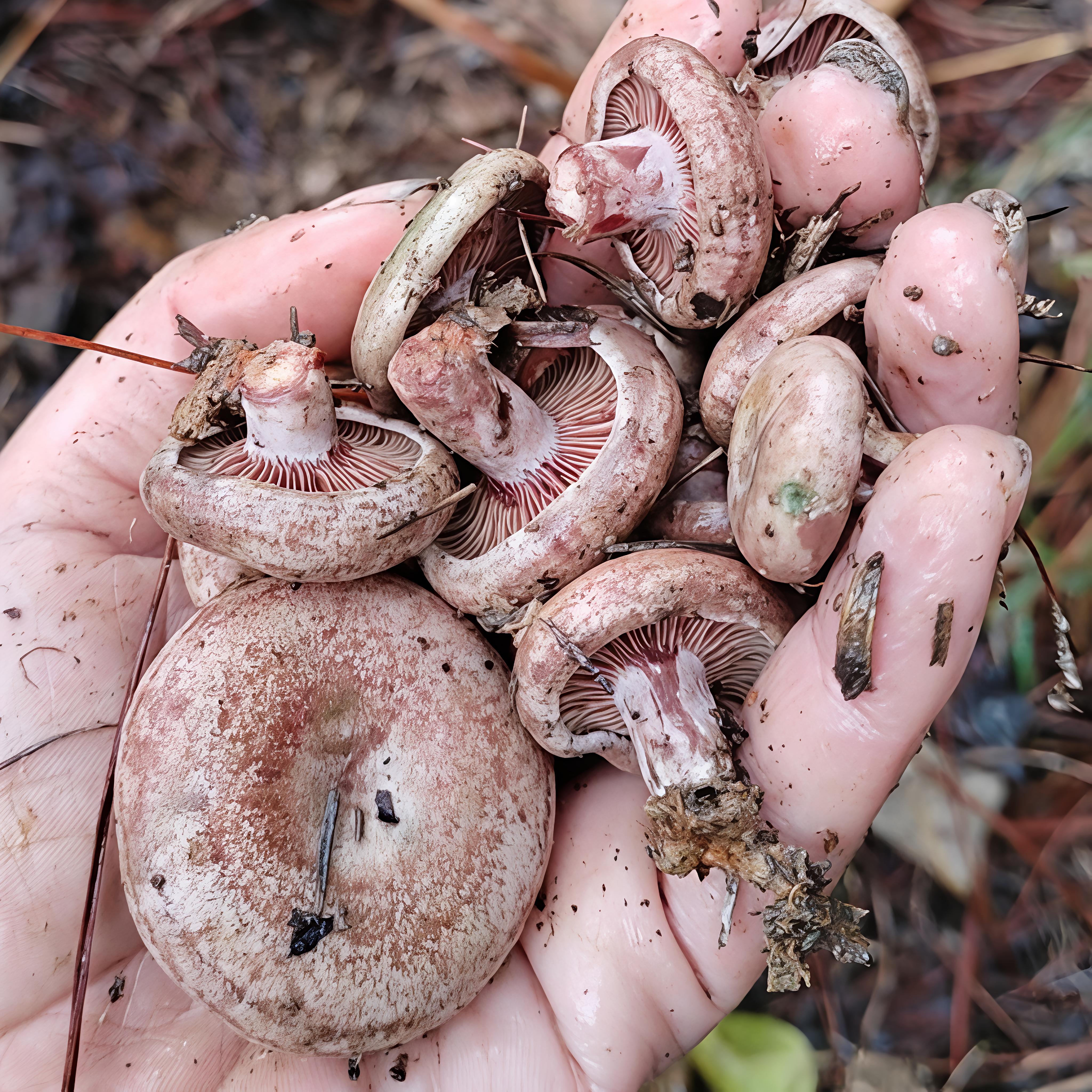 珍品小朵乌枞菌枞树菌三九菇野生